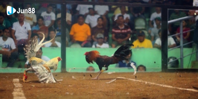 Đá Gà Cựa Sắt Jun88 - Trò Chơi Hấp Dẫn Mọi Kê Thủ 2024